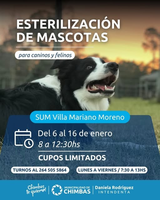 Campaña de Esterilización de Mascotas en Villa Mariano Moreno: fechas y requisitos