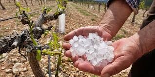 El Gobierno de San Juan relevó daños por granizo en zonas productivas