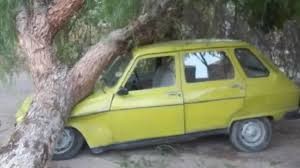 Fuerte viento en San Juan: Un &aacute;rbol aplast&oacute; el auto de un reconocido m&uacute;sico en Albard&oacute;n