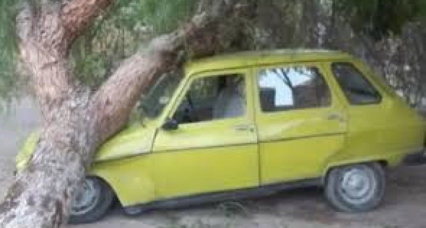 Fuerte viento en San Juan: Un &aacute;rbol aplast&oacute; el auto de un reconocido m&uacute;sico en Albard&oacute;n