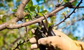 Capacitación en poda segura y responsable en San Juan: fechas y lugares