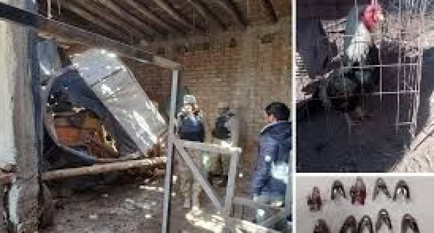 Mendoza: Desbarataron en Lavalle una vivienda donde se hacían riñas de gallos clandestinas