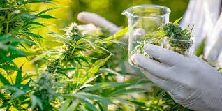 Hito en Argentina: CanMe de San Juan Obtiene la Primera Certificación Orgánica para Cannabis Medicinal