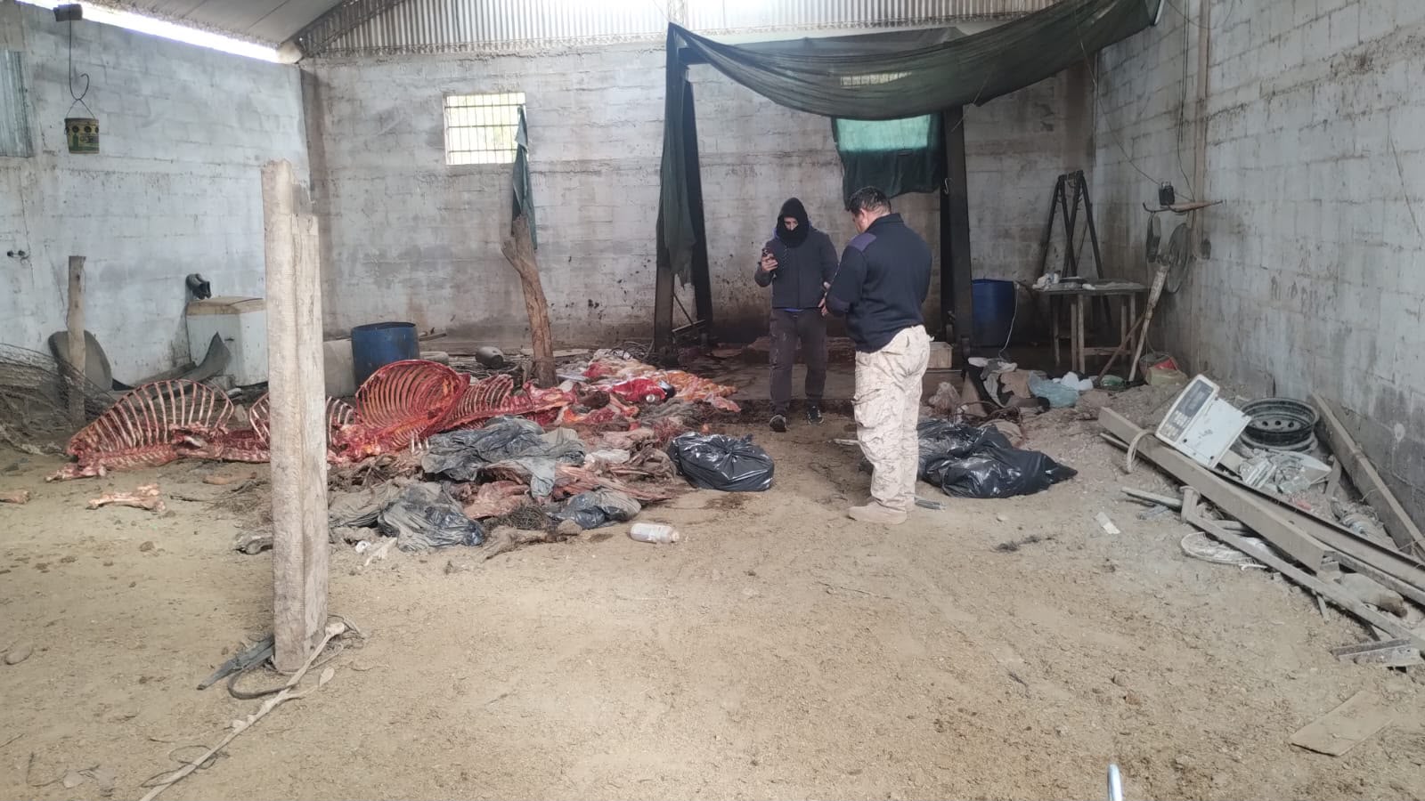 Allanan un domicilio en Pocito: secuestran aves aut&oacute;ctonas, armas y elementos vinculados a faena clandestina*