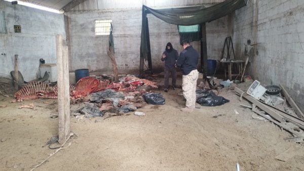 Allanan un domicilio en Pocito: secuestran aves aut&oacute;ctonas, armas y elementos vinculados a faena clandestina*