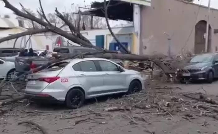 Mendoza: El fuerte viento de este lunes derrib&oacute; un &aacute;rbol que cay&oacute; sobre varios autos en Guaymall&eacute;n