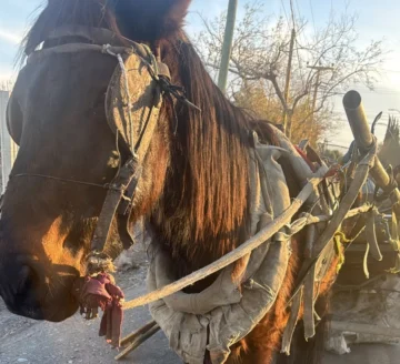 COMANDO NORTE - Aprehendieron a un hombre en Pocito por maltrato animal
