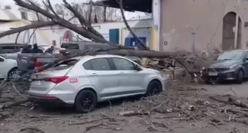 Mendoza: El fuerte viento de este lunes derrib&oacute; un &aacute;rbol que cay&oacute; sobre varios autos en Guaymall&eacute;n