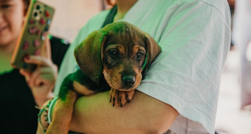 Atención veterinaria sin costo y con turno para cuidar la salud de tus mascotas