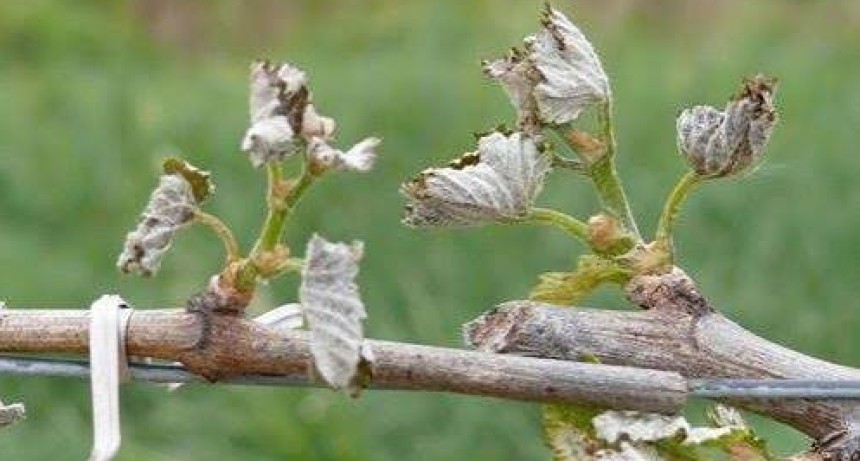 Heladas tardías en San Juan: confirman graves daños en viñedos y frutales tras la segunda ola de frío