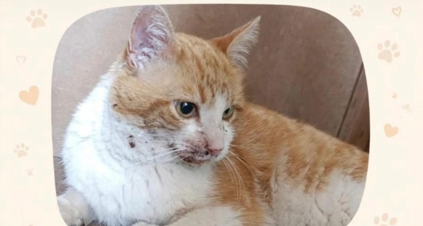 Campa&ntilde;a solidaria por Sasha: juntan fondos de urgencia para financiar su cirug&iacute;a y tratamiento veterinario
