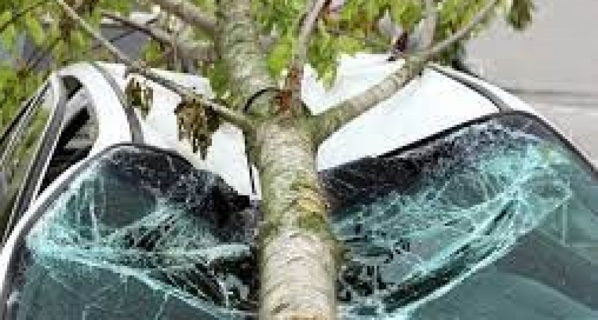 CAPITAL: Cayó un árbol y destruyó tres vehículos en un taller